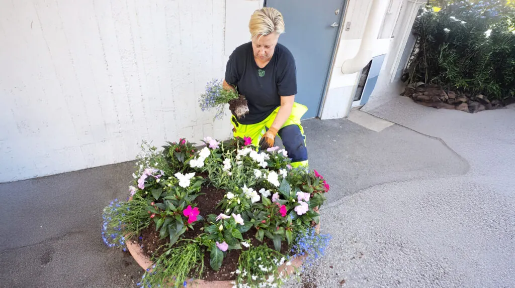 En arbetsledare knäböjer vid en rund blomsterrabatt och planterar färgglada blommor nära en byggnads entré, vilket visar hållbar grönyteförvaltning.