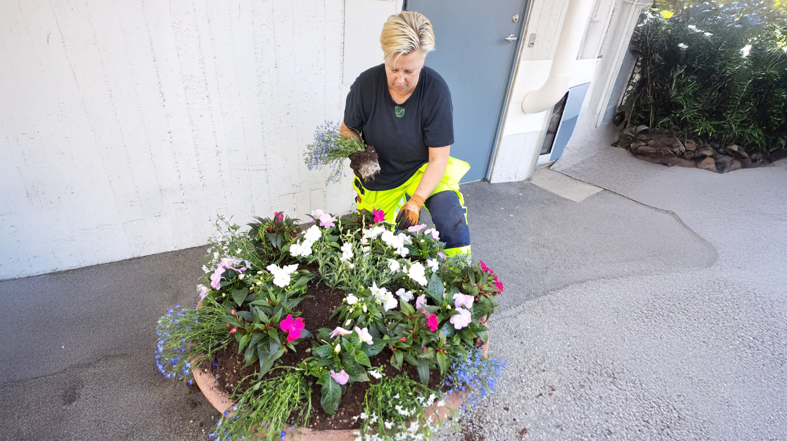 En arbetsledare knäböjer vid en rund blomsterrabatt och planterar färgglada blommor nära en byggnads entré, vilket visar hållbar grönyteförvaltning.