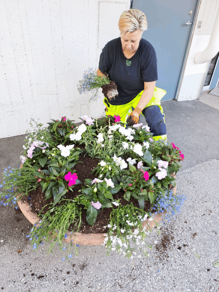 En person planterar färgglada blommor i en stor utomhuskruka intill en byggnad.