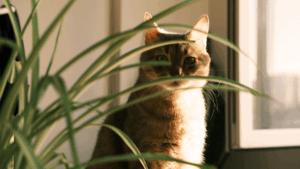 En katt sitter vid ett fönster med solsken, delvis skymd av gröna växtblad i förgrunden, och njuter av den fridfulla stunden medan du funderar på om du ska göra en sen anmälan.