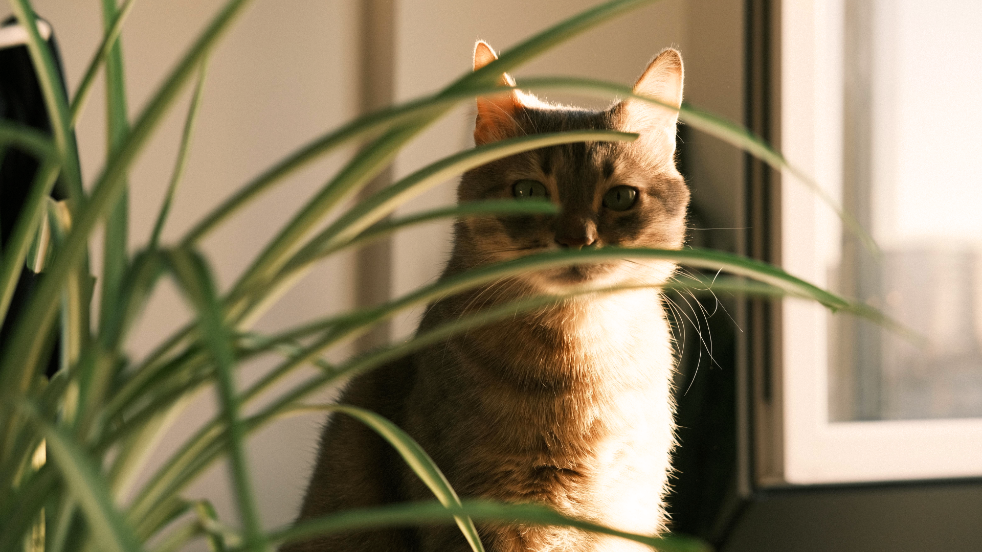 En katt sitter vid ett fönster med solsken, delvis skymd av gröna växtblad i förgrunden, och njuter av den fridfulla stunden medan du funderar på om du ska göra en sen anmälan.